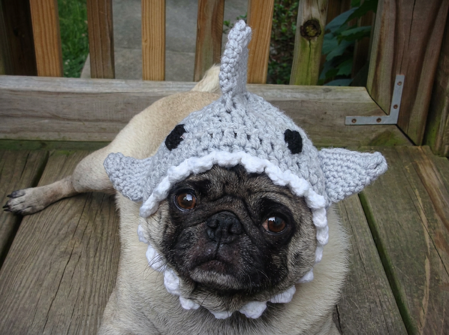 Shark Dog